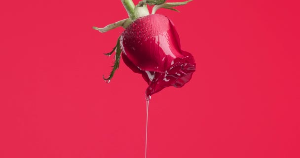 美丽的红玫瑰 倒挂时倒挂水 倒挂在红色背景上 — 图库视频影像
