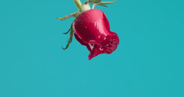 Відео Червоною Трояндою Звисає Догори Ногами Падає Краплі Води Синьому — стокове відео
