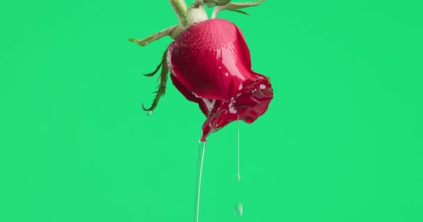 Krásná Červená Růže Zeleném Pozadí Vodou Tekoucí Celé — Stock video