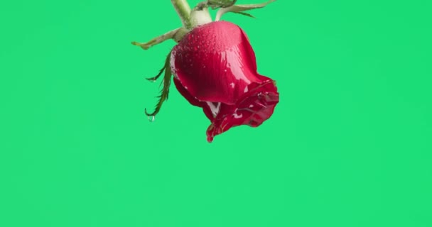 红色玫瑰倒挂在绿色背景上 水滴在上面的视频 — 图库视频影像