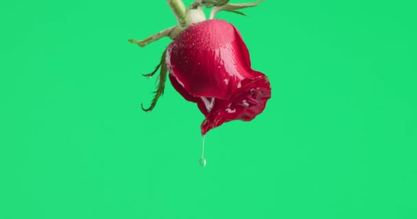 水滴倒转回美丽的红玫瑰倒挂在绿色背景下 — 图库视频影像
