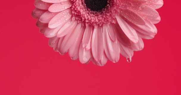 美丽的粉色德国菊花倒挂在地上 水滴在红色的背景上 — 图库视频影像