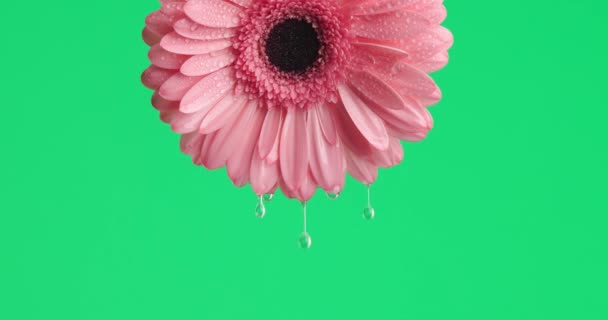 Beleza Natureza Mostrando Uma Margarida Gerbera Rosa Com Gotas Água — Vídeo de Stock