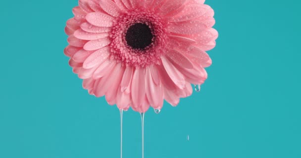 Видобуток Ефірної Олії Красивої Рожевої Гербери Ромашки Звисає Догори Ногами — стокове відео