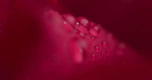 Gros Plan Vidéo Montrant Beauté Nature Sous Forme Rose Rouge — Video