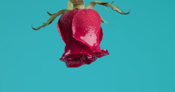 倒挂红玫瑰 水滴在蓝色背景上倒挂着 — 图库视频影像