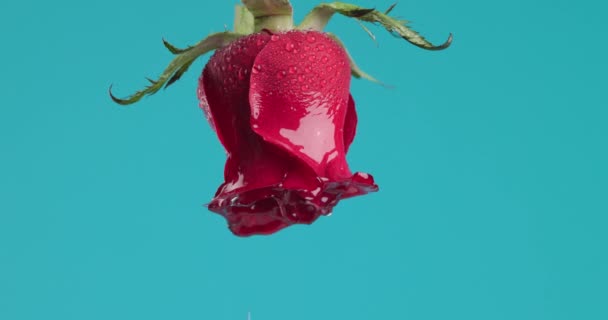 青い背景の上に寝そべって美しい赤いバラに水が落ちる — ストック動画