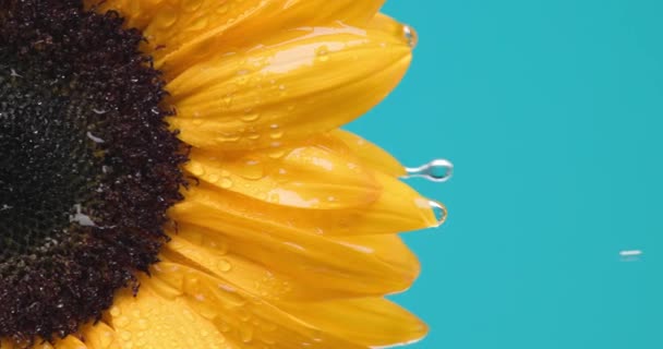 Blütenblätter Einer Schönen Sonnenblume Lassen Wasser Auf Blauem Hintergrund Abtropfen — Stockvideo