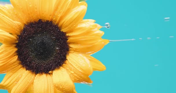 Ätherisches Aus Einer Schönen Sonnenblume Die Kopfüber Auf Blauem Hintergrund — Stockvideo