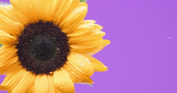 Beautiful Sunflower Hanging Upside Water Dropping Purple Background — Stock Video