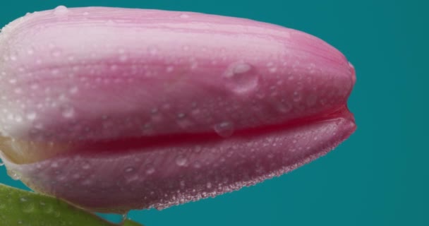 Hermoso Tulipán Rosa Colgando Boca Abajo Dejando Que Las Gotas — Vídeos de Stock
