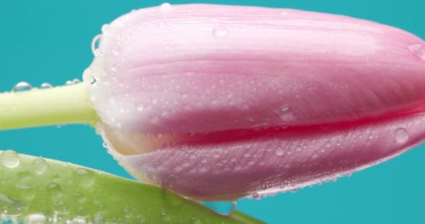 美丽的粉色郁金香 被水滴覆盖在蓝色背景的自然框架中 — 图库视频影像