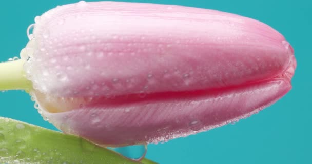 Magnifique Cadre Naturel Montrant Une Tulipe Rose Avec Des Gouttes — Video