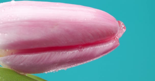 Капли Воды Падают Один Другим Розового Тюльпана Голубом Фоне — стоковое видео