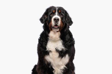 Sevimli Bernese dağ köpeği ağzını açıyor ve stüdyoda beyaz arka planda oturuyor.