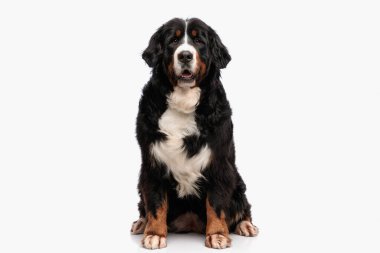 Tapılası Berna Shepherd Dog 'un mutlu olduğu ve stüdyoda beyaz arka planda oturduğu bir resim.