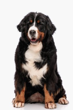 Mutlu Berna Çoban Köpeği dilini çıkarıp, gözleri kapalı gülerken stüdyoda beyaz arka planda oturuyor.
