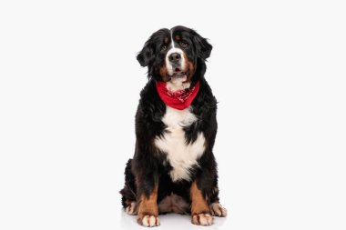 tapılası Berna çoban köpeği kırmızı bandana ile ağzını açıyor ve stüdyoda beyaz arka planda oturuyor.