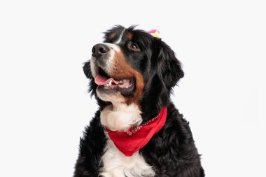 Kırmızı bandanalı istekli Bernese Mountin Dog stüdyoda beyaz arka planda otururken yukarı bakıyor ve nefes nefese.