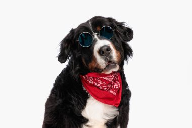 cool bernese mountain dog with red bandana wearing sunglasses and posing with mouth opened while sitting on white background clipart