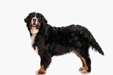 Güzel Berna Çoban Köpeği beyaz arka planda dikiliyor ve nefes nefese nefes nefese