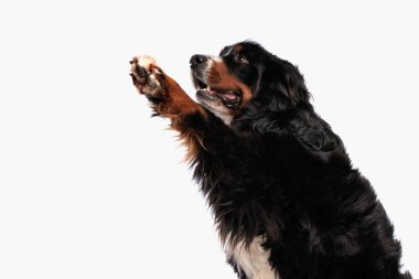 Berna Çoban Köpeği 'nin beyaz arka planda otururken bacağını kaldırıp oynamasını izlemek.