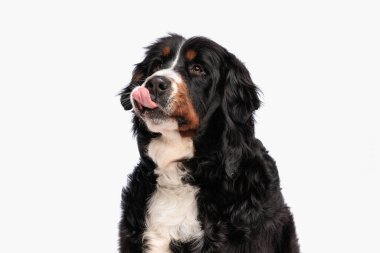 Hevesli Berna Çoban Köpeği yukarı bakıyor, burnunu yalıyor ve yemek için bekliyor stüdyoda beyaz arka planda otururken
