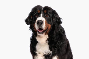 curious berna shepherd dog sitting, looking up and panting with tongue exposed in front of white background in studio clipart