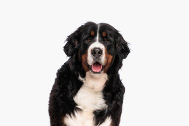 Güzel Berna Çoban Köpeği 'nin portresi. Stüdyoda beyaz arka planda otururken dilini çıkarıp nefes nefese kalıyordu.