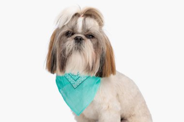 Mavi bandana takan ve beyaz arka planda oturan şirin shih tzu köpeğinin yan görüntüsü 