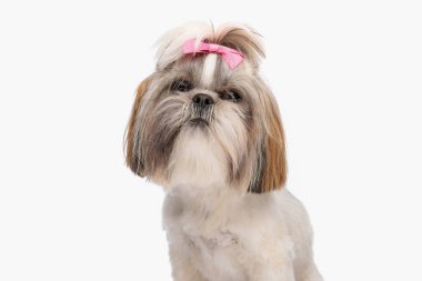 Pembe kurdeleli güzel shih tzu köpeğinin portresi stüdyoda beyaz arka planda oturuyor.