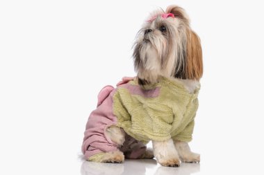 Yeşil ceketli, pembe kurdeleli, beyaz arka planda oturan şirin küçük shih tzu köpeği.