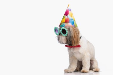 Doğum günü şapkalı, güneş gözlüklü, kırmızı papyonlu şirin küçük shih tzu köpecik stüdyoda beyaz arka planda yürürken yan tarafa bakıyor.