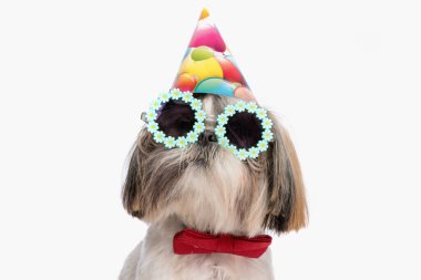 Parti şapkalı ve güneş gözlüklü havalı shih tzu köpeğinin portresi stüdyoda beyaz arkaplanın önüne bakıyor.