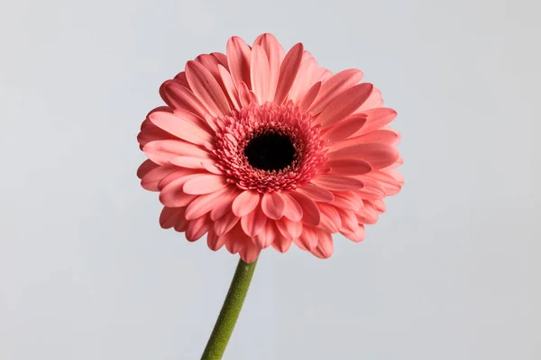 Beautiful Pink Gerbera Daisy Flower Illustrating Concept Beauty Nature Front — Stock Photo, Image