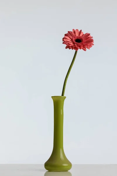 Różowy Gerbera Daisy Kwiat Wazonie Ilustrujące Pojęcie Wyjątkowości Przed Szarym — Zdjęcie stockowe