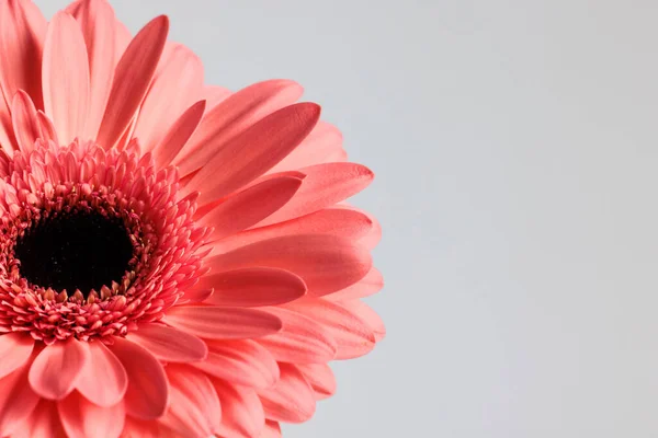 Вирізати Зображення Рожевої Гербери Ромашкової Квітки Перед Сірим Тлом Концепція — стокове фото