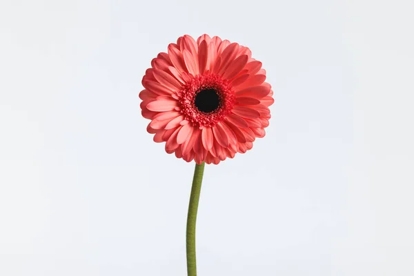 Рожева Гербера Ромашкова Квітка Ілюструє Концепцію Цвітіння Свіжості Перед Білим — стокове фото