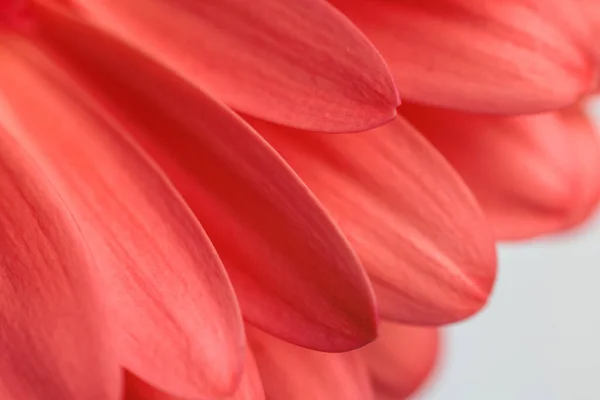 Közeli Absztrakt Képet Piros Gerbera Százszorszép Virágszirmok Koncepció Virágzás Frissesség — Stock Fotó