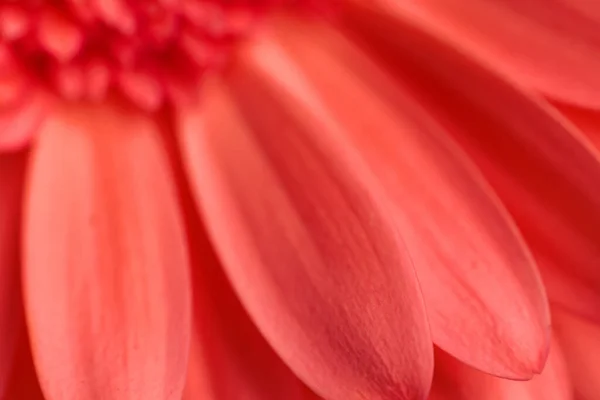 Astratto Sfondo Teture Con Gerbera Rosso Petali Fiori Margherita — Foto Stock
