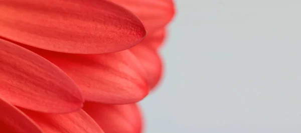 Macroimagem Pétalas Uma Flor Margarida Gerbera Vermelha Ilustrando Conceito Floração — Fotografia de Stock