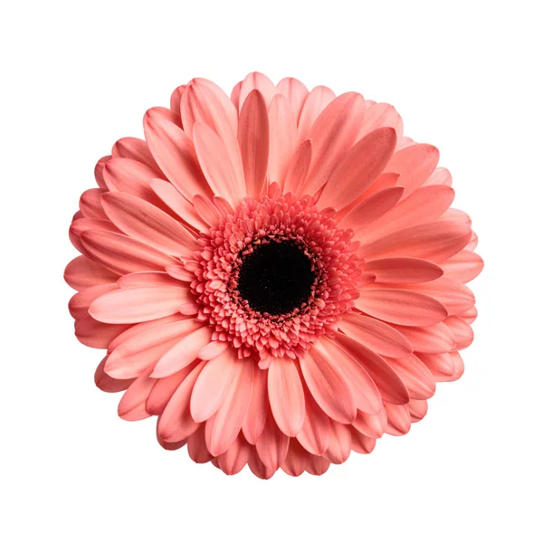 粉红的德国菊花图片 展示了美丽的自然与新鲜的概念 独立于白色背景 — 图库照片