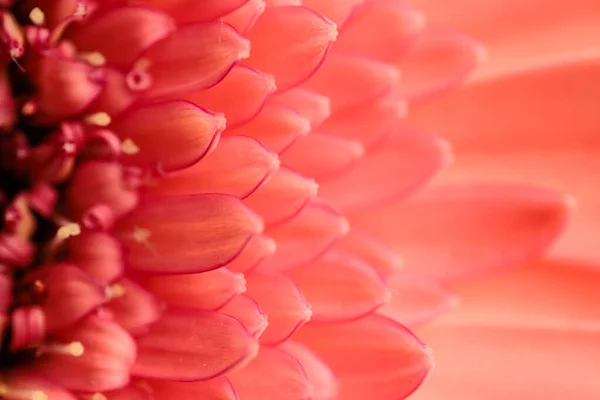 모양의 분홍색 데이지 꽃잎의 추상적 — 스톡 사진