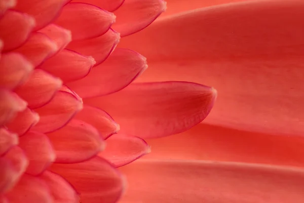 Közeli Kép Rózsaszín Gerbera Százszorszép Virágszirmok Elvont Fogalom — Stock Fotó