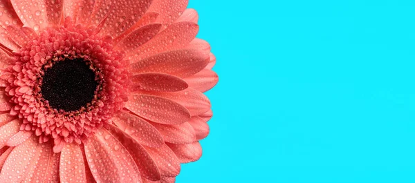 Έννοια Φρεσκάδας Από Ροζ Ζέρμπερα Μαργαρίτα Λουλούδι Σταγονίδια Νερού Πρωινή — Φωτογραφία Αρχείου