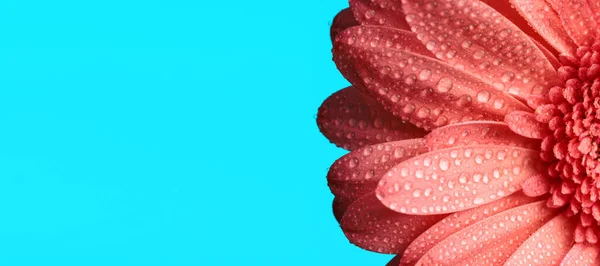 Ροζ Ζέρμπερα Μαργαρίτα Λουλούδι Σταγόνες Νερού Που Απεικονίζει Την Έννοια — Φωτογραφία Αρχείου
