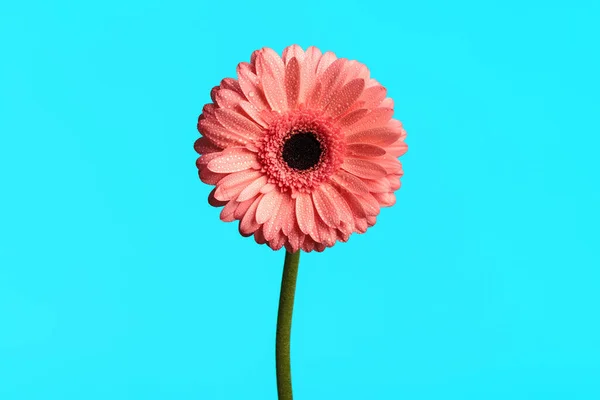 Concept Beauty Nature Pink Gerbera Daisy Flower Morning Dew Blue — Stock Photo, Image