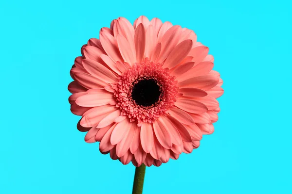 ピンク ガーベラ デイジー フラワーは開花と青の背景の概念を示しています — ストック写真