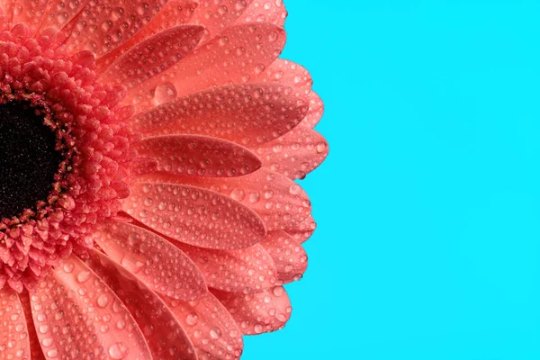 Красива Концепція Природи Проілюстрована Красивою Рожевою Герберою Рожева Квітка Водяними — стокове фото