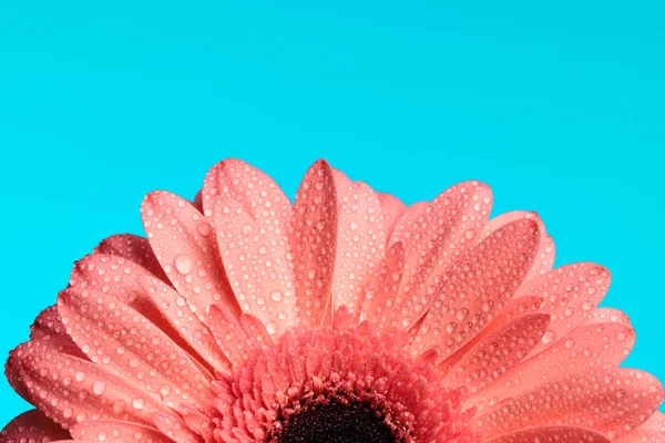 Kivágott Kép Rózsaszín Gerbera Százszorszép Virág Vízcseppek Illóolaj Fogalma Frissesség — Stock Fotó